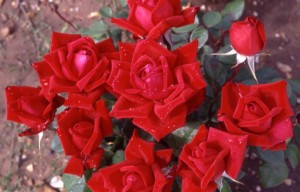 LOVING MEMORY (hybrid tea)